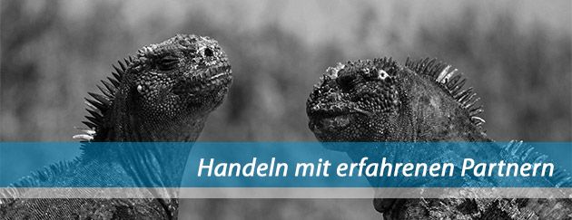 zeigt zwei sich anschauende Leguan